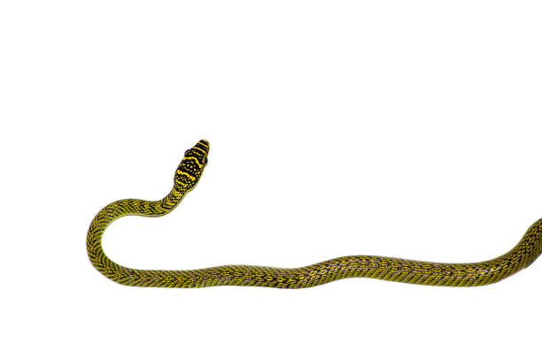 istock Chrysopelea ornata green snake isolated on white background. 1426821118