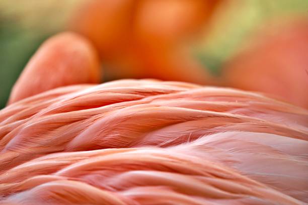 istock Close up on flamingo 1426824969