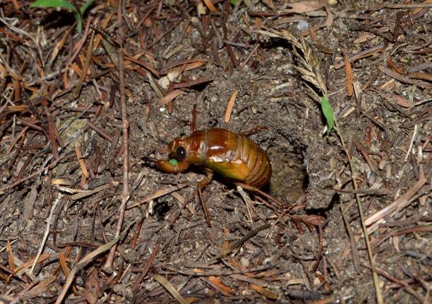big cicada sit on the green corn leaf