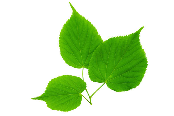 istock Spring twig linden with green leaves on a white background. 1426827835