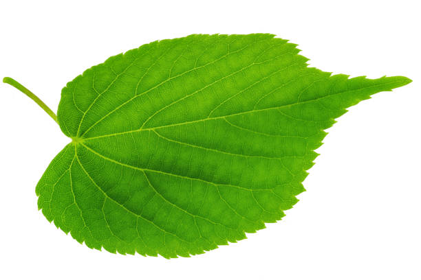 istock One single leaf of lime tree or linden on a white background. File contains clipping path. 1426827853