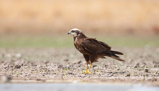 Western Marsh Harrier (Circus aeruginosus) is  a predator that usually feeds on small birds on the shores of swamps and lakes.