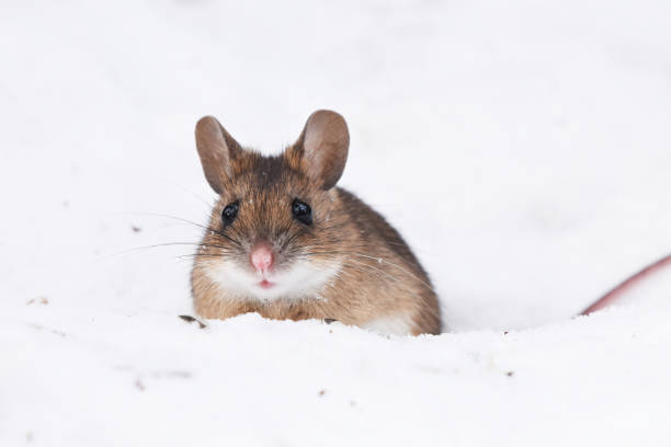 istock Wood mouse (apodemus flavicollis) in the snow. 1426831064