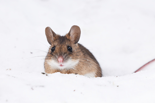 Wood mouse (apodemus flavicollis) in the snow.