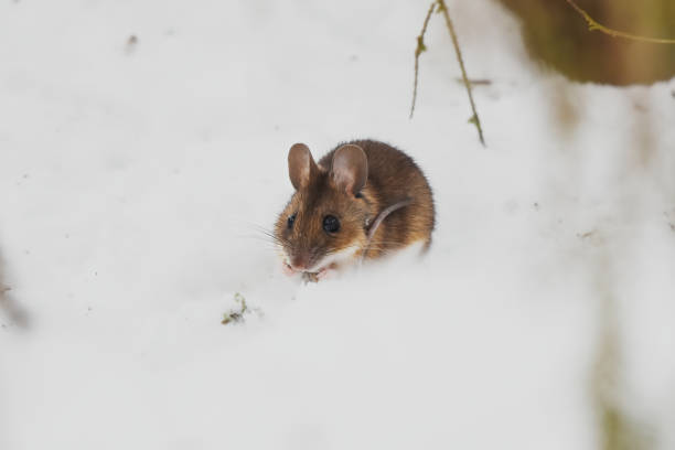 istock Wood mouse (apodemus flavicollis) feeding on a sunflower seed in the snow. 1426831081