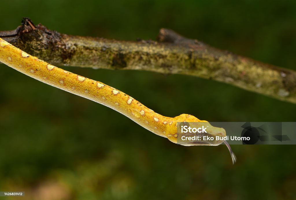 Green Python Family Morelia Viridis Green Tree Python Stock Photo - Download Image Now ...