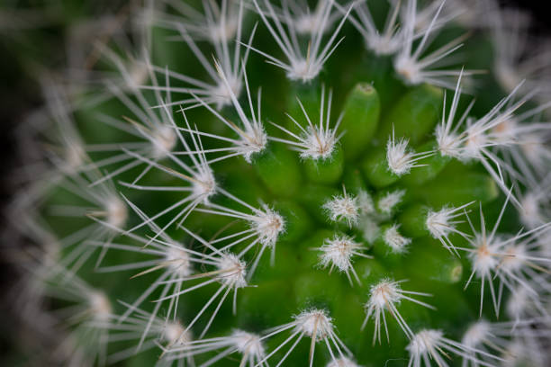 istock closeup the green young cactus 1426832679
