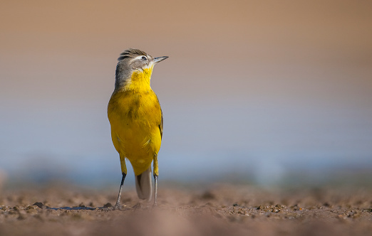 Western Yellow Wagtail (Motacilla flava) is a wetland bird that lives in suitable habitats in Asia, Europe, America and Africa. It is a migratory bird.