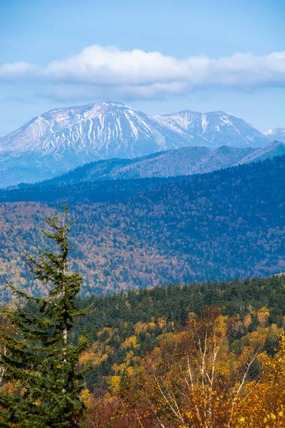 istock Autumn yellow leafy forest and snowcapped mountain peaks 1426835445