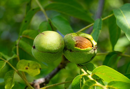 Walnut tree Juglans regia with fruits in autumn