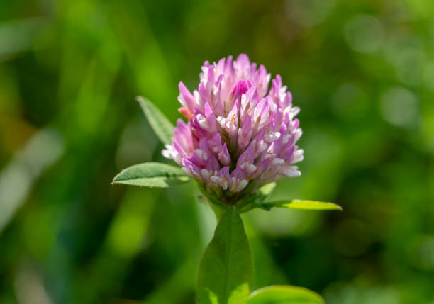 istock fresh Clover plant in bloom 1426836547