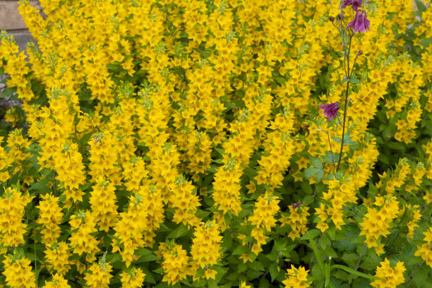 istock Veronica blooms luxuriantly in a yellow 1426839060