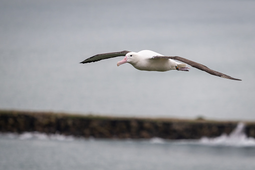 Northern royal albatross in flight, with coloured band on its leg. Otago Peninsula, New Zealand.