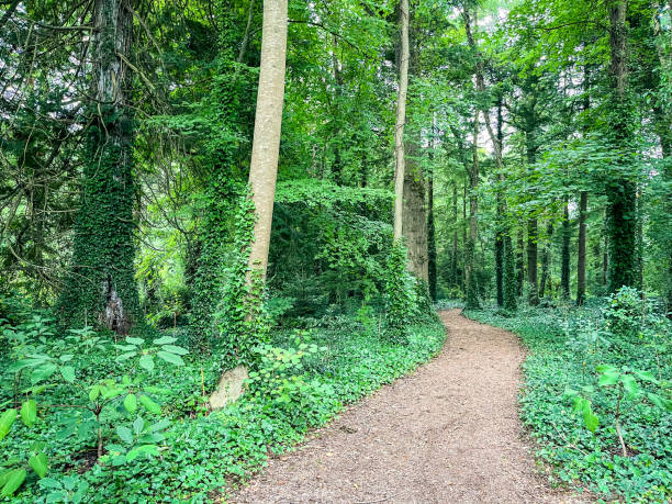 istock Ivy covered trees in woods 1426841545