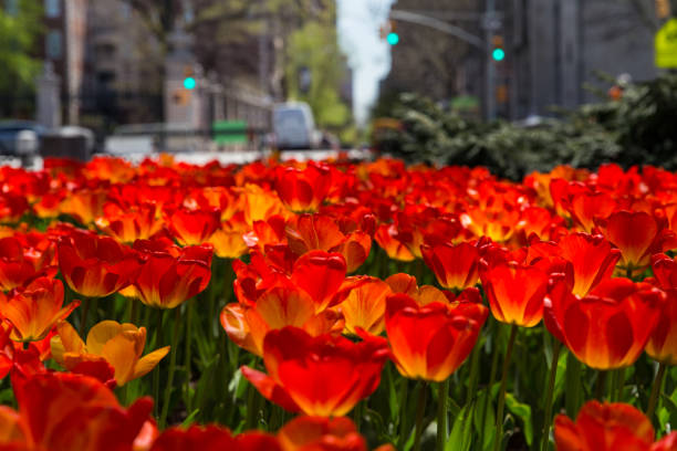 istock New York City 1426841651
