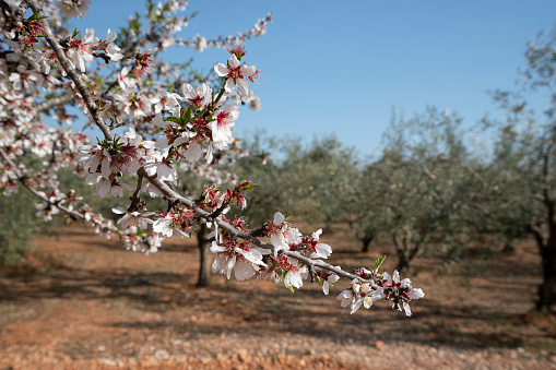 Blooming almond trees, spring is coming