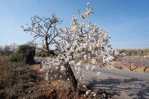Almond tree bloom.