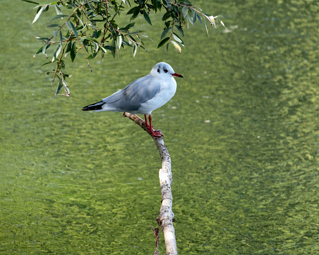 Black headed gull standing on a branch over the Marne River. Shot in september near the Haute-Ile Park nature reserve, Marne River, France