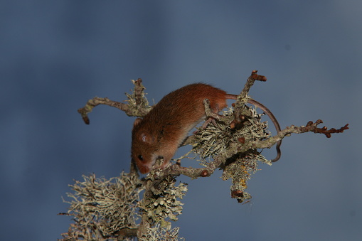 Close up of harvest mouse on mossy branch