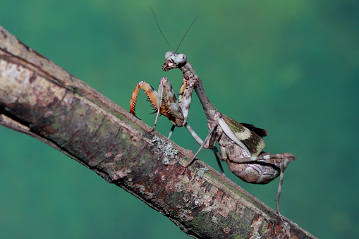 Female European Mantis or Praying Mantis, Mantis Religiosa. Green praying mantis.