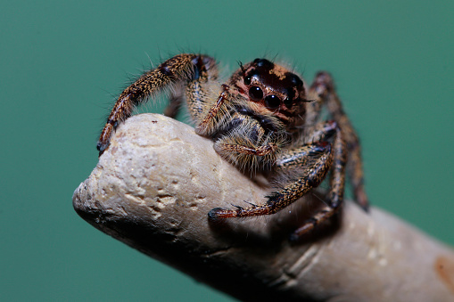 Close up of spider on twig