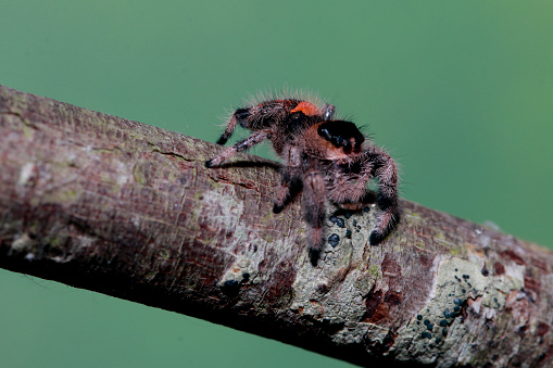 Close up of spider on branch