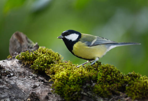 istock Bird sitting on wooden stump . Great Tit 1426845931