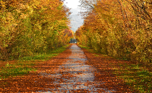 el camino de montaña cubierto de hojas de otoño photo