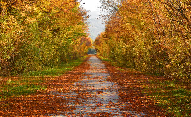 a estrada da montanha coberta com folhas de outono - autumn falling leaf new england - fotografias e filmes do acervo