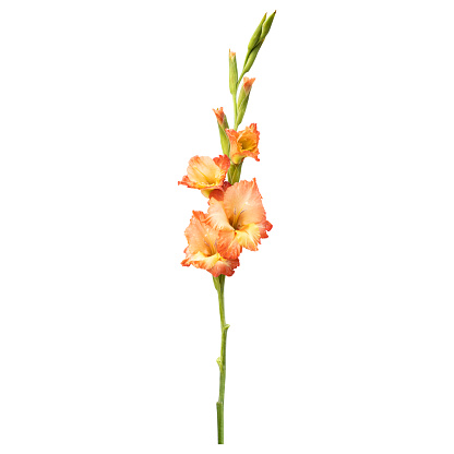 Gladiolus is summertime flower with a wide range of colors, ranging from orange and red to pastel blue, pink, yellow and white. Tall, tightly packed spikes of 6 to 8 blossoms open in sequence from the bottom with sword shaped foliage on stems, hence also the name of sword lily.