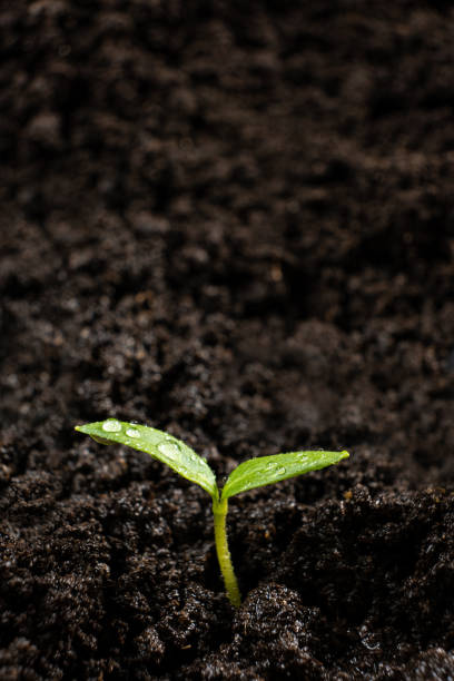 peperoni in crescita dai semi. passo 5 - il germoglio è cresciuto. - greenhouse pepper vegetable garden agriculture foto e immagini stock