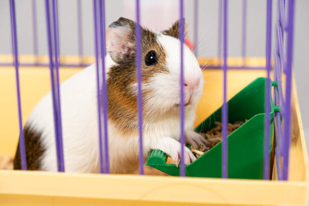 istock A small guinea pig eats food from a caged feeder. 1426849523