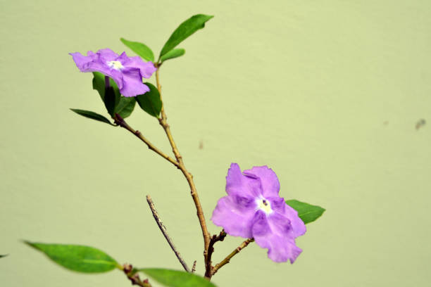 Two blue flowers blooming on tip of branches.