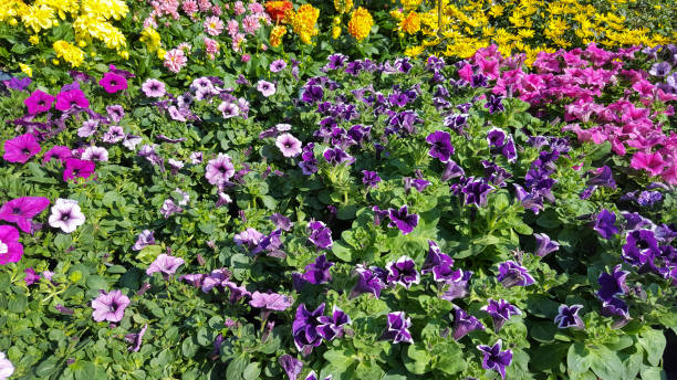 istock Cultivated Petunias 1426851598