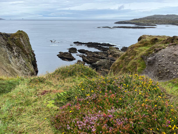 istock Rugged coastline of the Beara Peninsular 1426852138