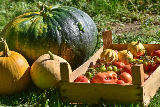 istock Organically grown ripe squash and tomatoes of various types 1426853196