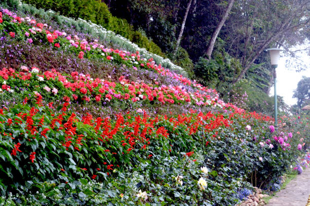 istock Flower garden growth in step wall on the hill 1426855081