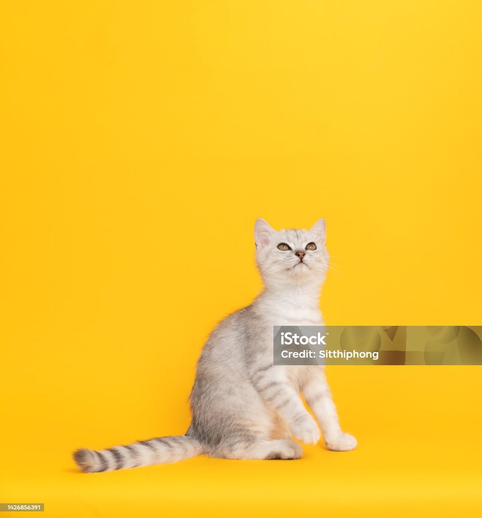 Anak Kucing Putih Kecil Dengan Garisgaris Hitam Kucing Scottish Fold