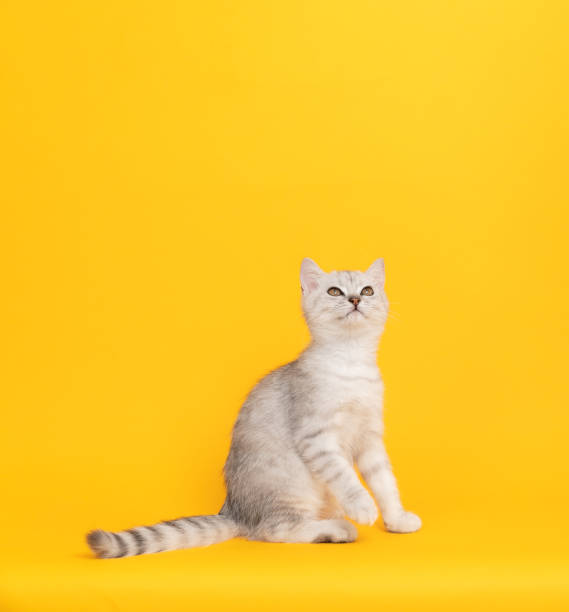 istock Small white kitten with black stripes, cat Scottish fold breed on orange background. 1426856391