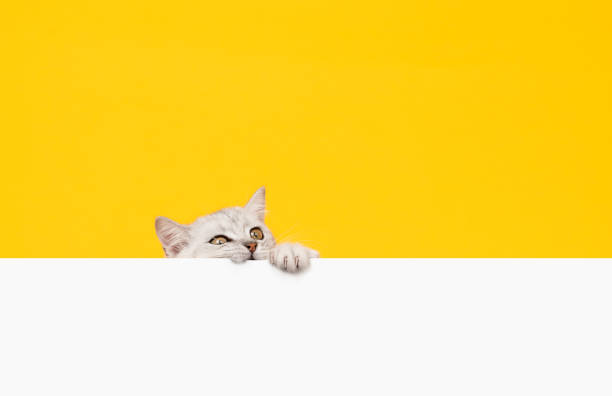 istock Small white kitten head with black stripes, paw up on blank white paper, cat Scottish fold breed on orange background. for advertising signs. 1426856459