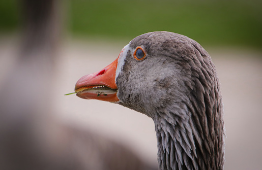 Close-up portrait of a goose with a blade of grass at the end of its beak.