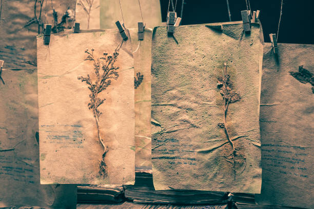 istock Herbalist workshop with dried plant cards, Halloween background. 1426861983