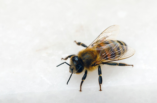 Closeup on a fluffy red and black female European orchards mason bee, Osmia cornuta sitting on a green leaf in the garden