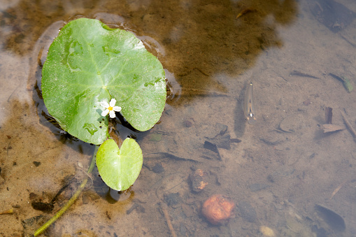 kumudini flower or Nymphoides aquatica. known variously as the banana plant, banana lily, and the big floating heart.