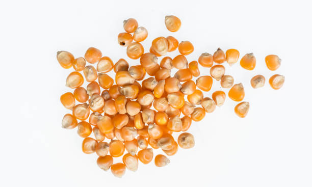 istock corn kernels : Close-up of organic yellow corn seed, Dried corn kernels on white background, top view 1426865963