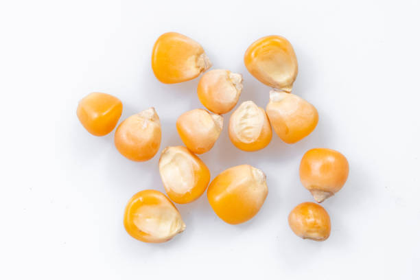 istock corn kernels : Close-up of organic yellow corn seed, Dried corn kernels on white background, top view 1426865964