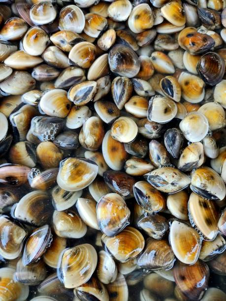 A pile of fresh sea clam at seafood market Sea clam is very delicious and can be found at the seafloor or riverbeds bivalve stock pictures, royalty-free photos & images