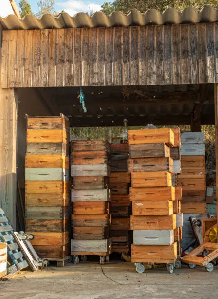 Photo of stacked wooden boxes for forager bee hives