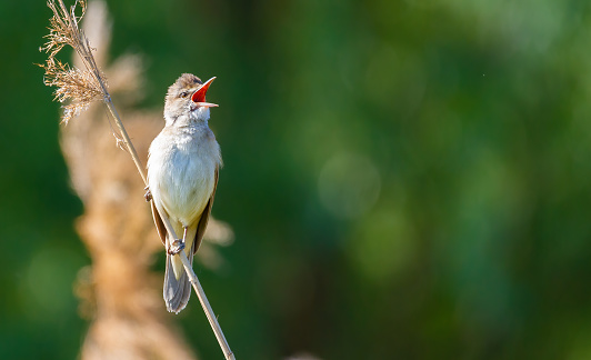 Great reed warbler, Acrocephalus arundinaceus. The bird sits on a cane stalk and sings.