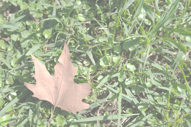 Top view of a maple tree leave falling on the grasses in autumn